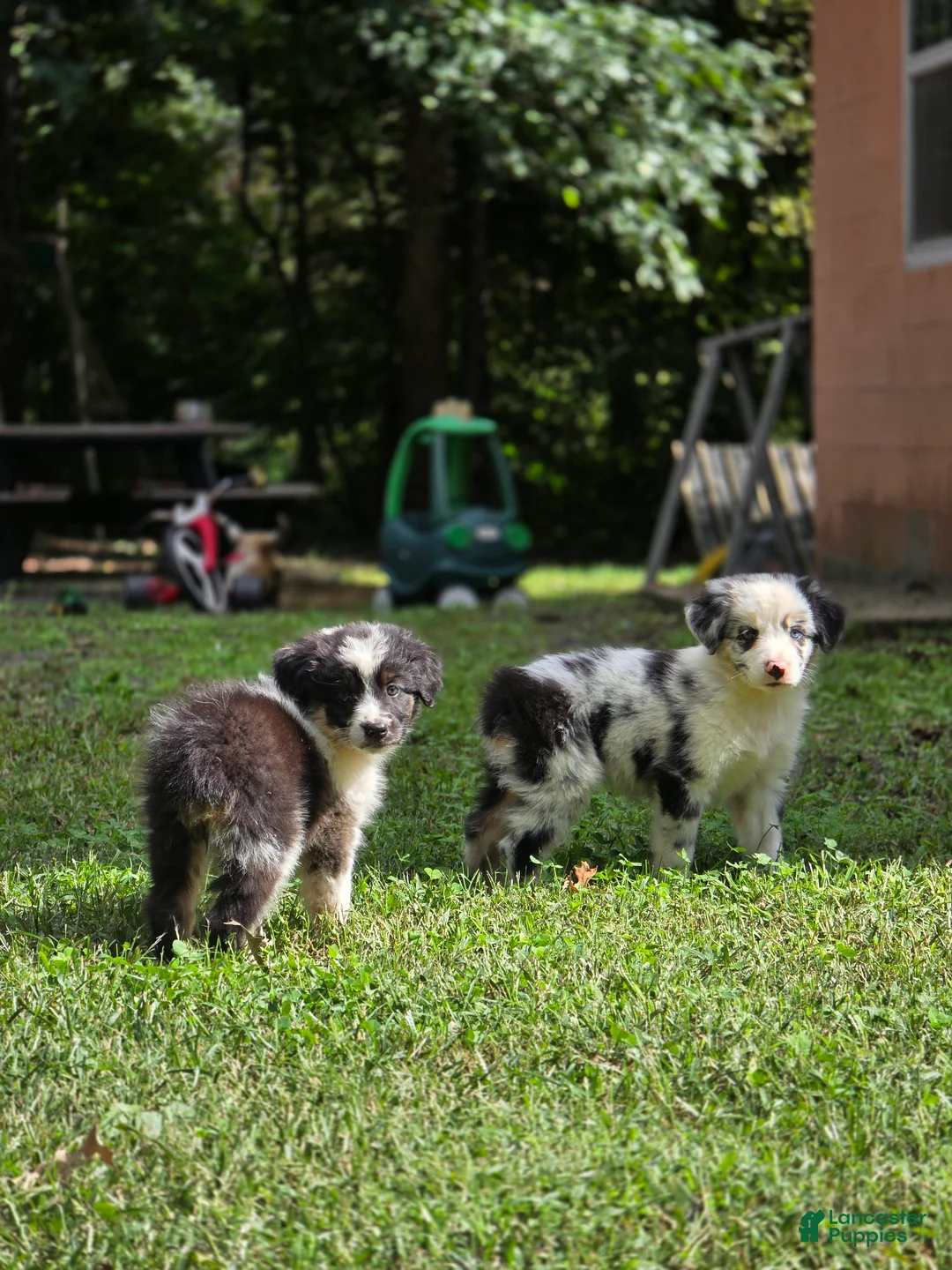 Australian Shepherd dogs for sale: Australian Shepherd 3 - Ad 3