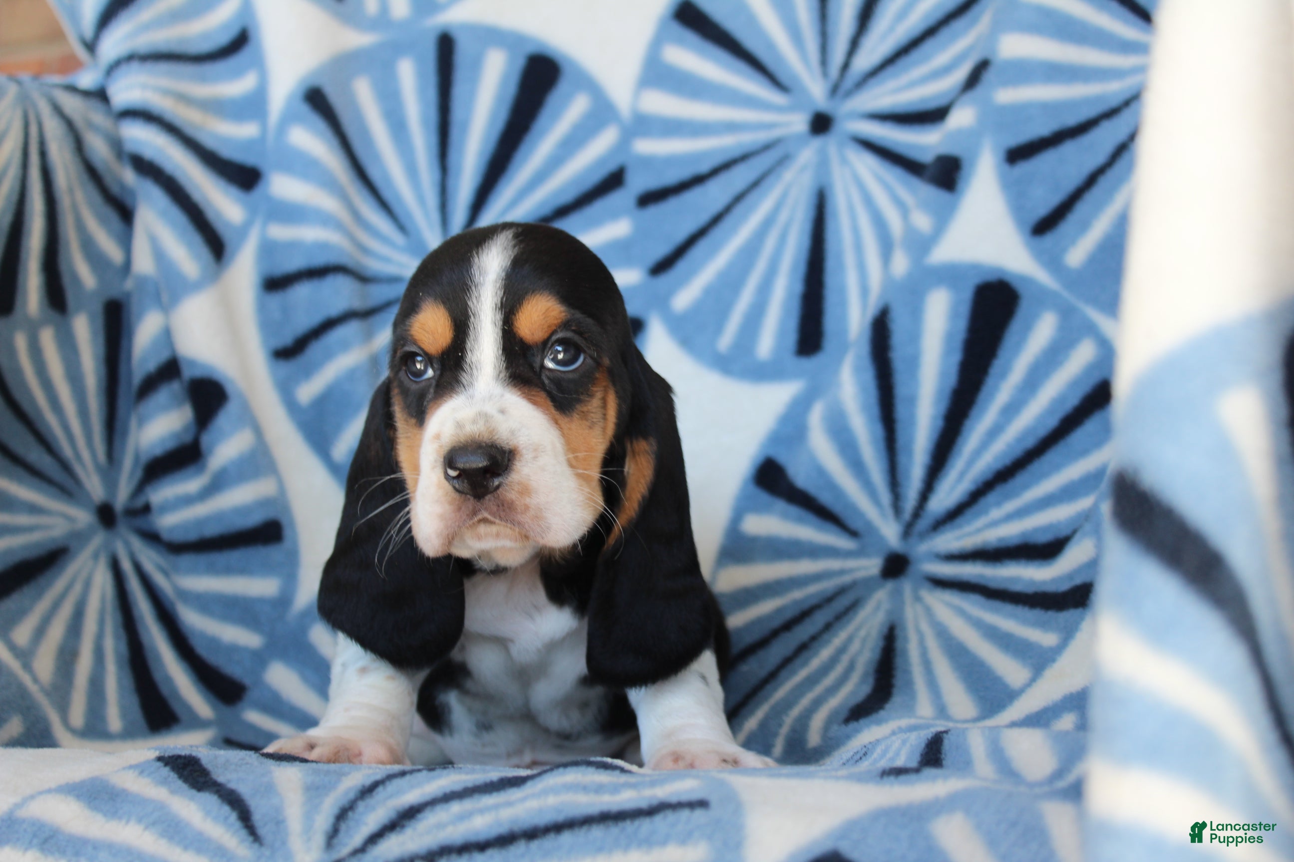 Basset Hound dogs Mr. Winchester - Ad 1