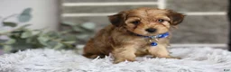Yorkiepoo dogs for sale: Peanut - Ad 14