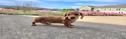 Miniature Dachshund dogs for sale: Holly - Ad 5