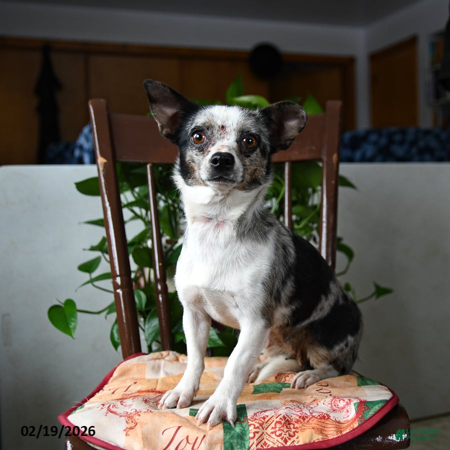 Chihuahua dogs Terisa - Ad 1