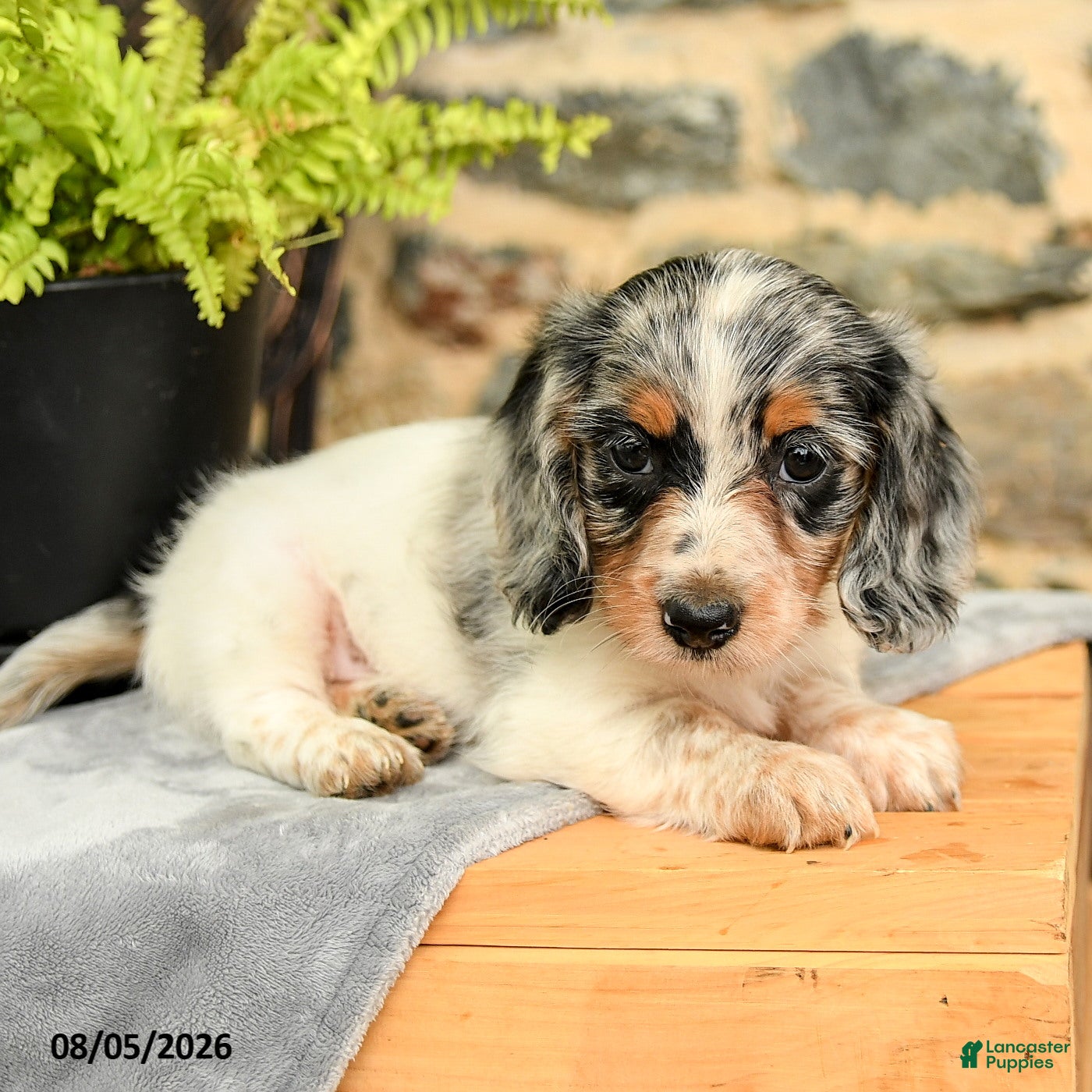 Miniature Dachshund dogs Trix  - Ad 2