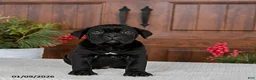 Cane Corso dogs for sale: Tucker - Ad 2