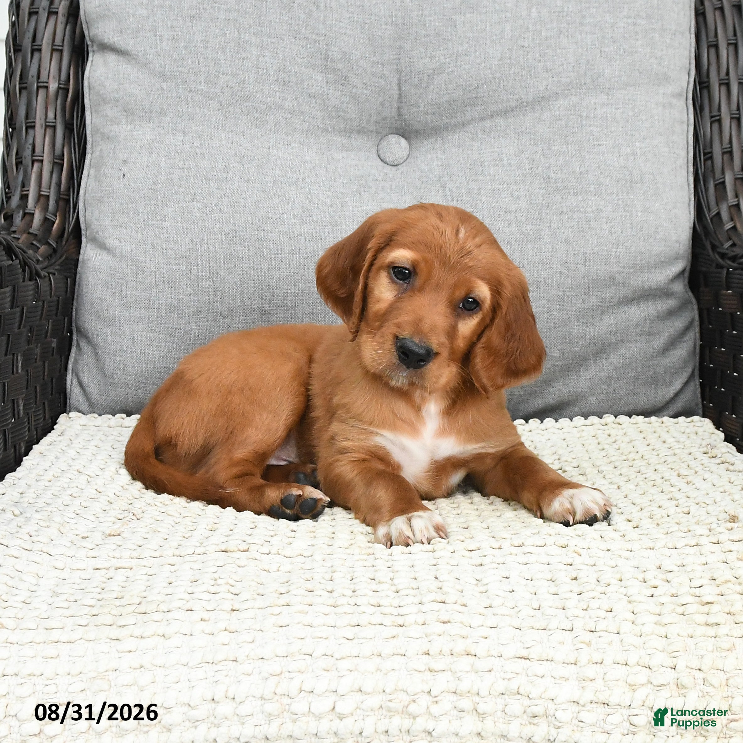 Mixed Breed dogs Teddy - Ad 2
