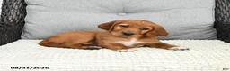 Mixed Breed dogs for sale: Teddy - Ad 2