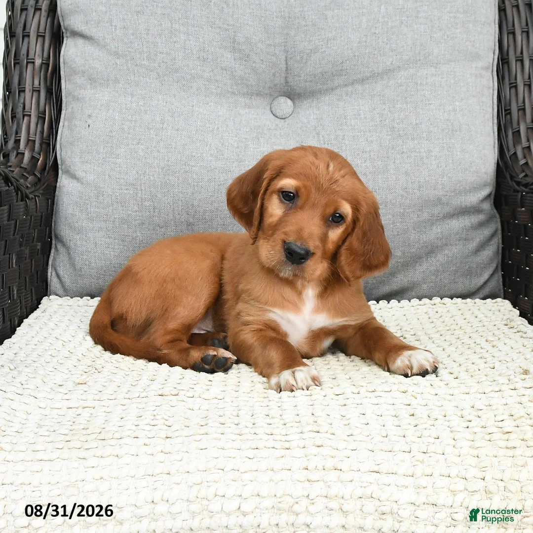 Mixed Breed dogs for sale: Teddy - Ad 2