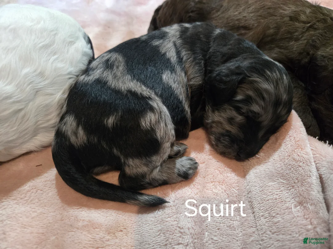 Newfypoo dogs for sale: Squirt - Ad 2