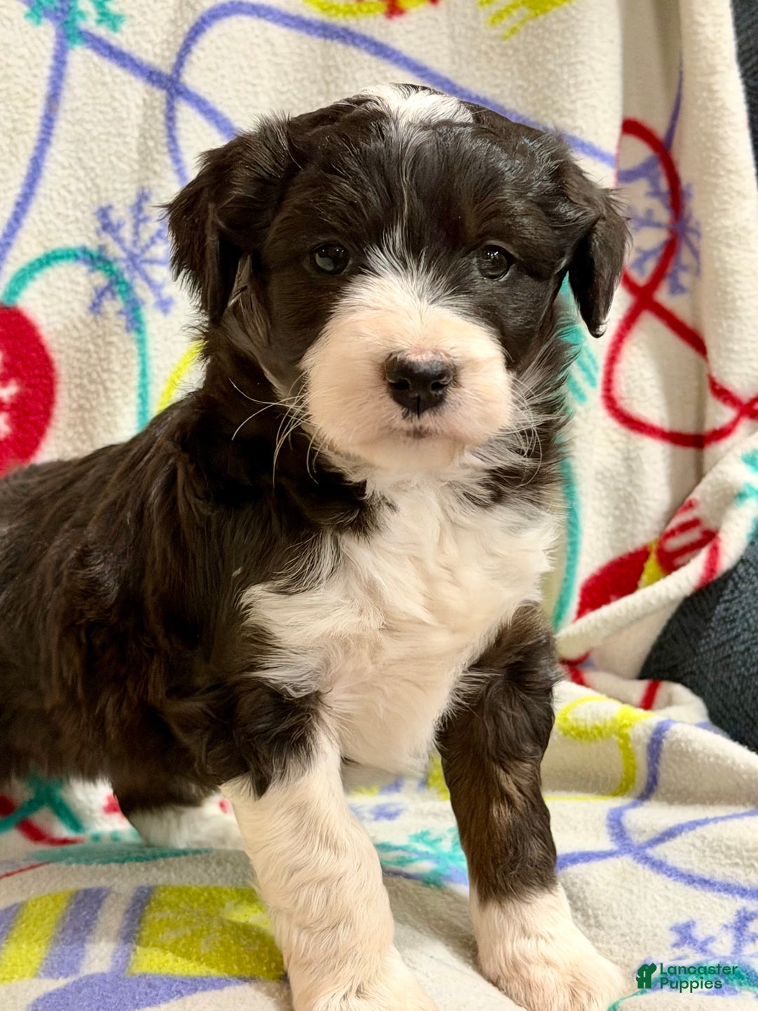 Mini Aussiedoodle dogs for sale: Kelsey - Ad 1