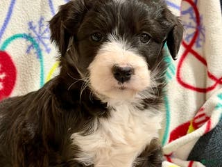 Mini Aussiedoodle dogs Kelsey - Ad 33