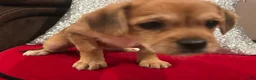 Mixed Breed dogs for sale: Mixed Breed 1 - Ad 8
