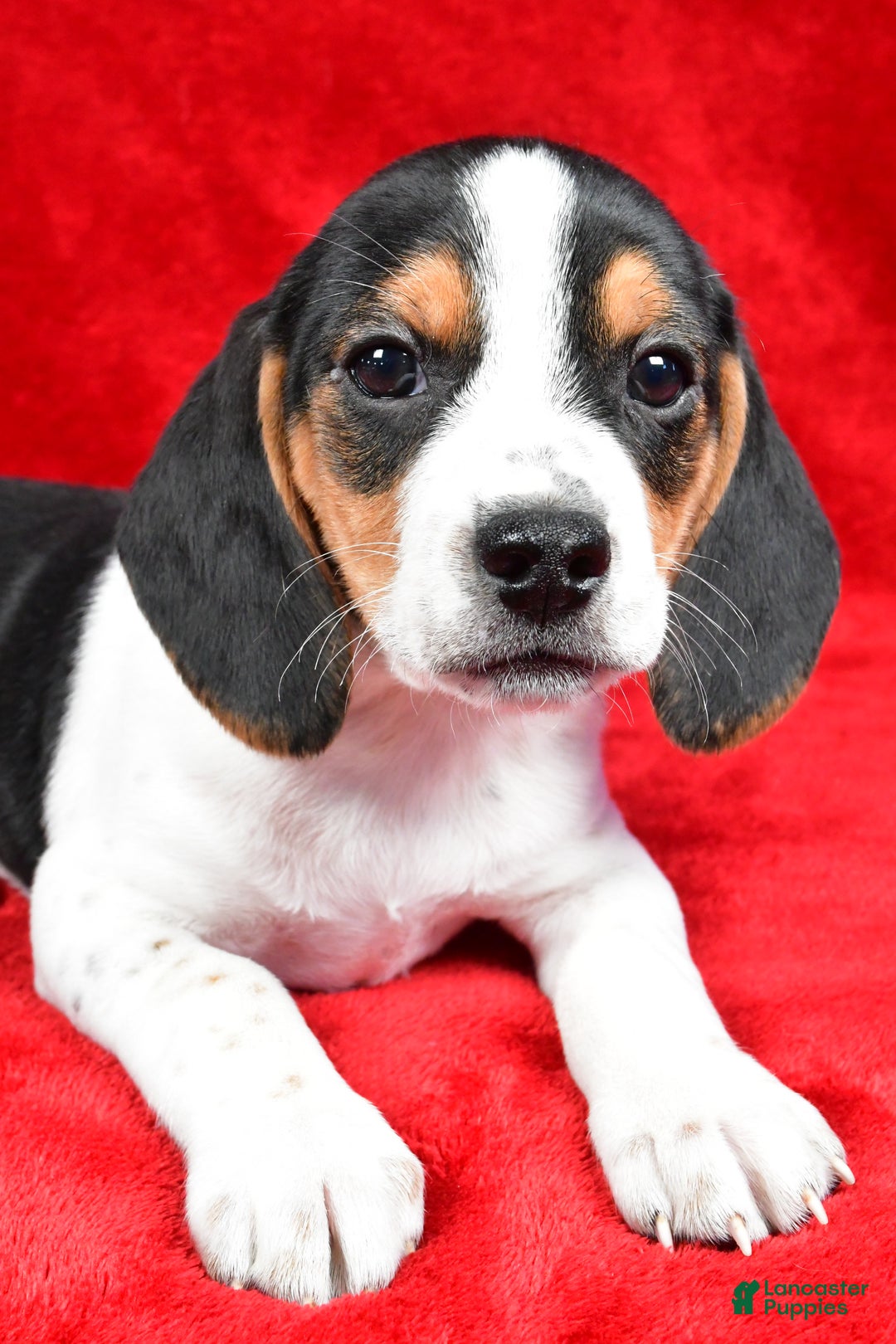 Beagle dogs for sale: Allen - Ad 7