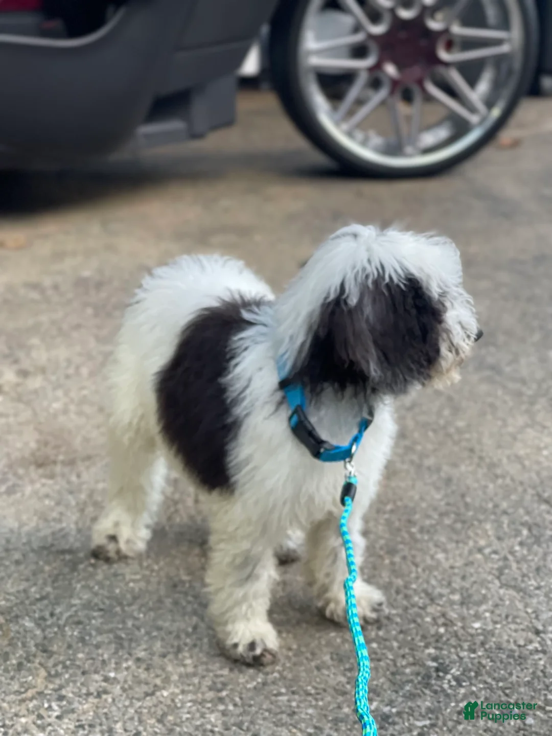 Gallery Image {{count}}