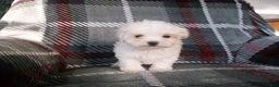 Maltese dogs for sale: Sarah - Ad 5
