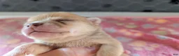 Chihuahua dogs for sale: Franklin - Ad 2
