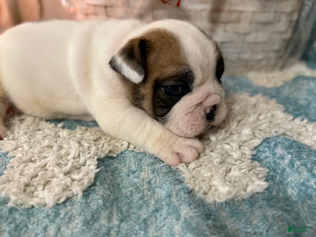 English Bulldog dogs for sale: English Bulldog Puppy 1 - Ad 1