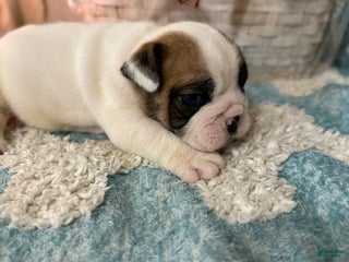 English Bulldog dogs English Bulldog Puppy 1 - Ad 42