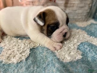 English Bulldog dogs English Bulldog Puppy 1 - Ad 18