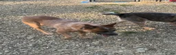 Australian Cattle Dog dogs for sale: Bella - Ad 6