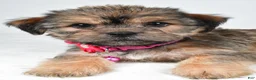 Shorkie dogs for sale: Amber - Ad 5