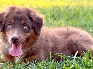 Miniature Australian Shepherd dogs Josie - Ad 5