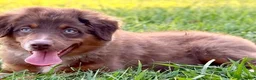 Miniature Australian Shepherd dogs for sale: Josie - Ad 1