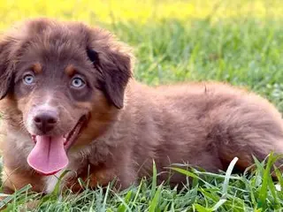 Miniature Australian Shepherd dogs Josie - Ad 5