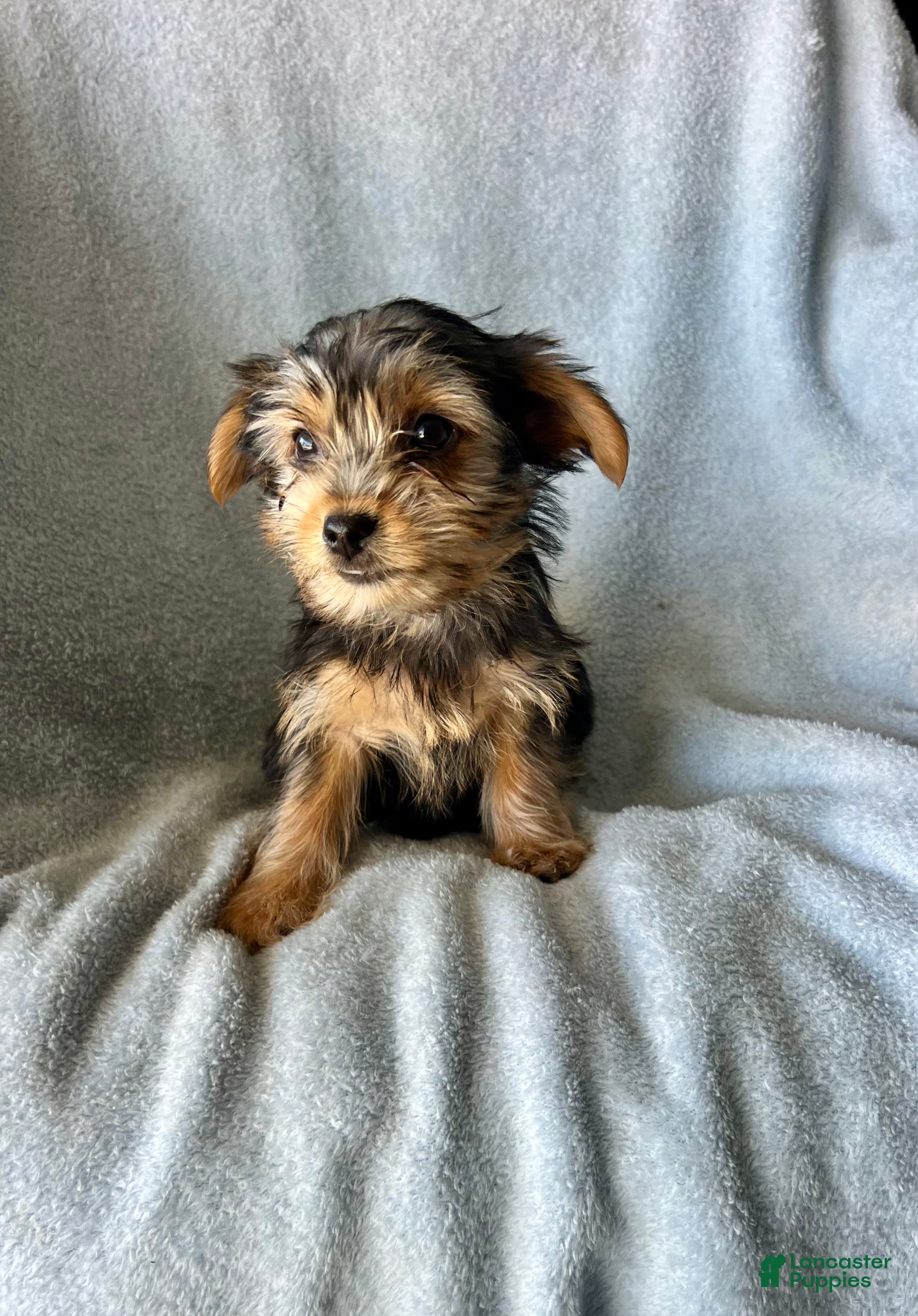 Yorkshire Terrier dogs Cody-Boy - Ad 1