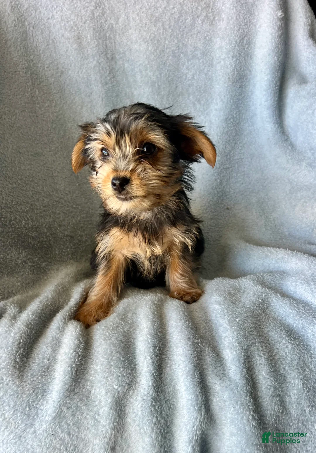 Yorkshire Terrier dogs for sale: Cody-Boy - Ad 1