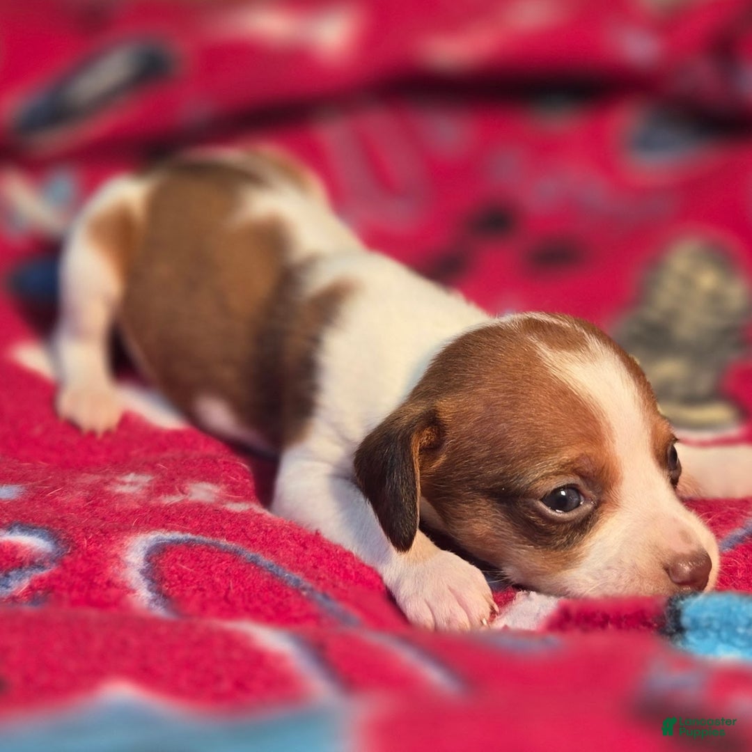 Beagle dogs for sale: Rory Queen Elizabeth Pocket Beagle - Ad 3