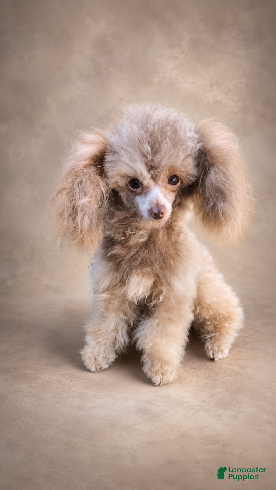 Toy Poodle dogs Krome  - Ad 1