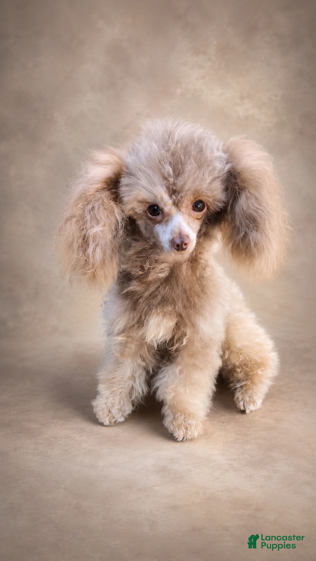 Toy Poodle dogs for stud: Krome  - Ad 1