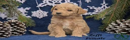 Mini Goldendoodle dogs for sale: Zeffi - Ad 1