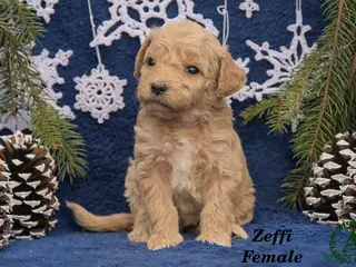 Mini Goldendoodle dogs Zeffi - Ad 27