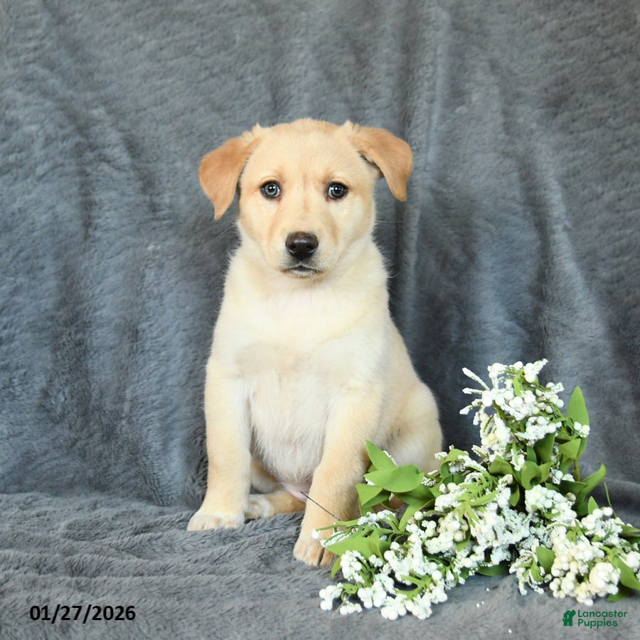 Mixed Breed dogs Fern - Ad 36