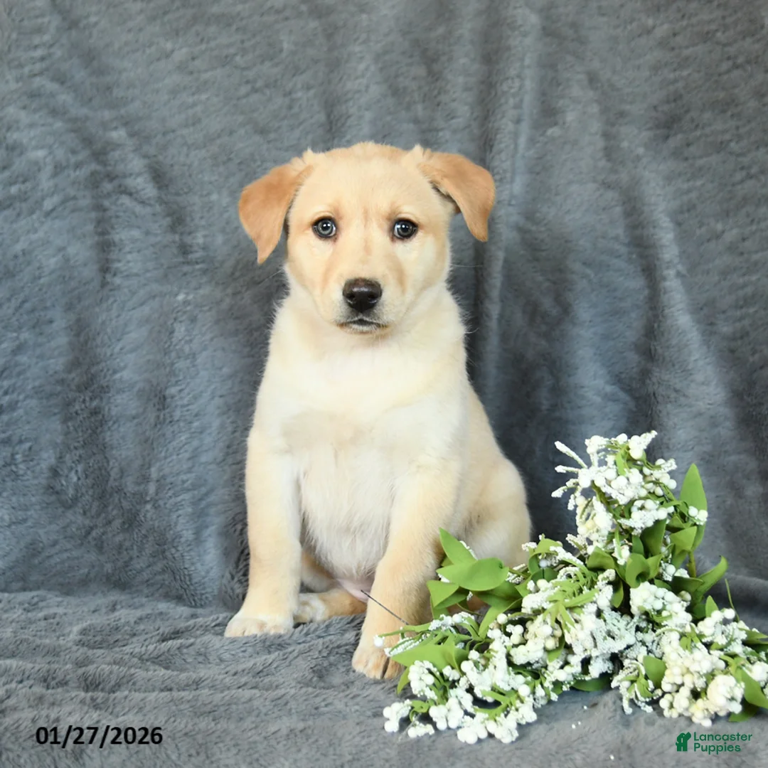 Mixed Breed dogs for sale: Fern - Ad 1