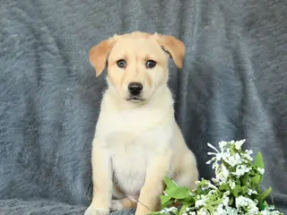 Mixed Breed dogs Fern - Ad 36
