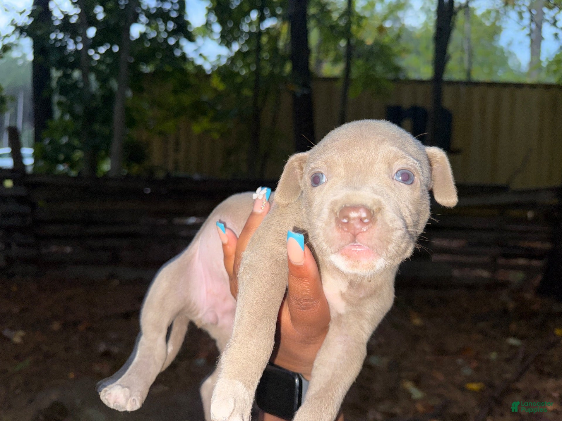 American Pit Bull Terrier dogs American Pit Bull Terrier 3 - Ad 1