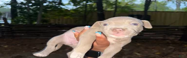American Pit Bull Terrier 3