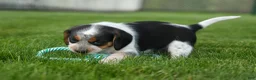 Beagle dogs for sale: Cruz  - Ad 6