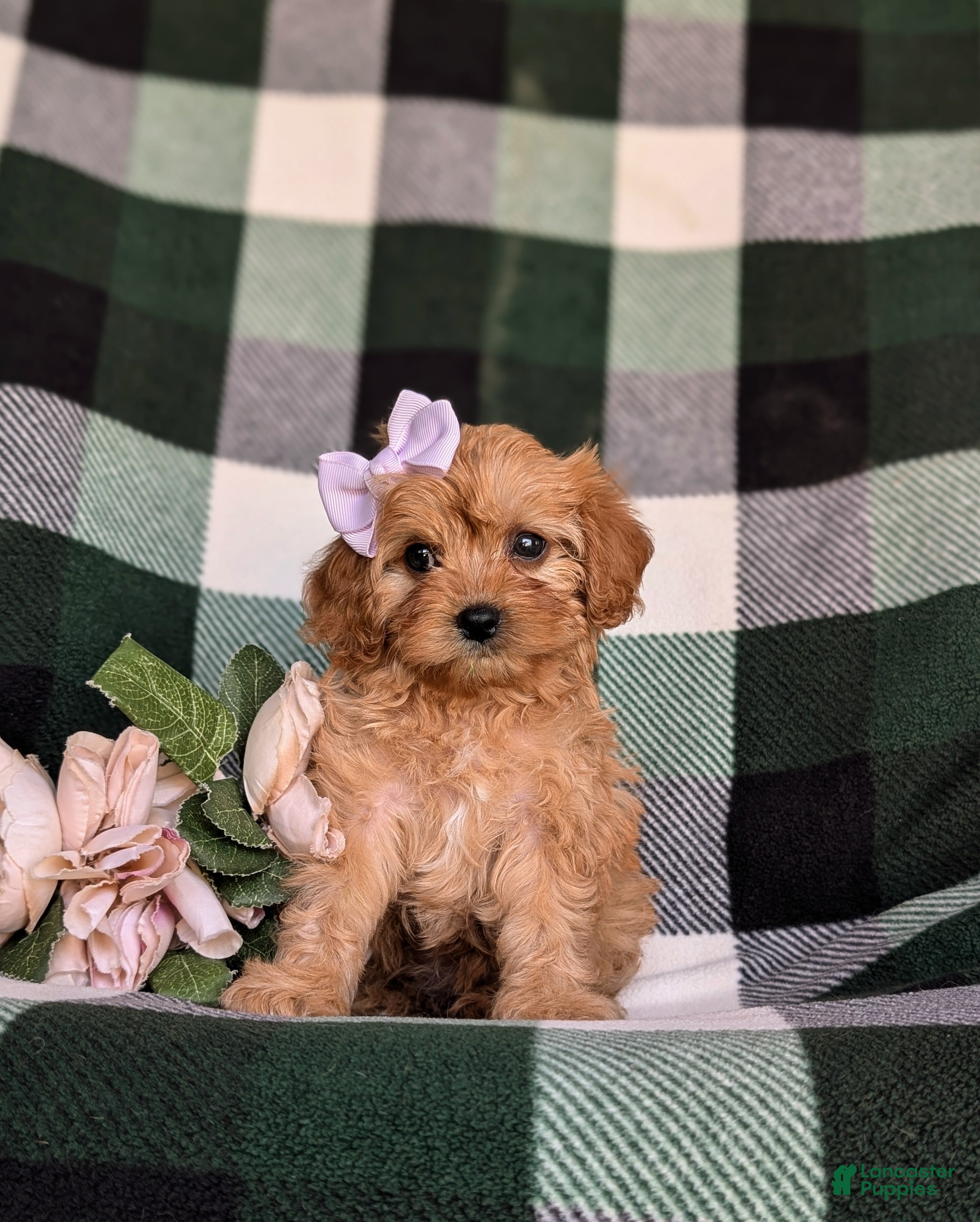 Cavapoo dogs Norah - Ad 2