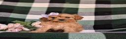 Cavapoo dogs for sale: Norah - Ad 2