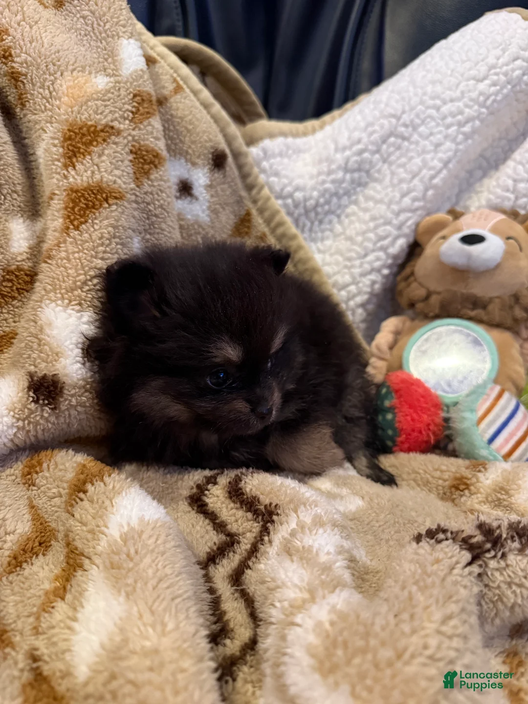Pomeranian dogs for sale: Maci - Ad 2