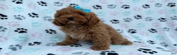 Cockapoo dogs for sale: Joy - Ad 6