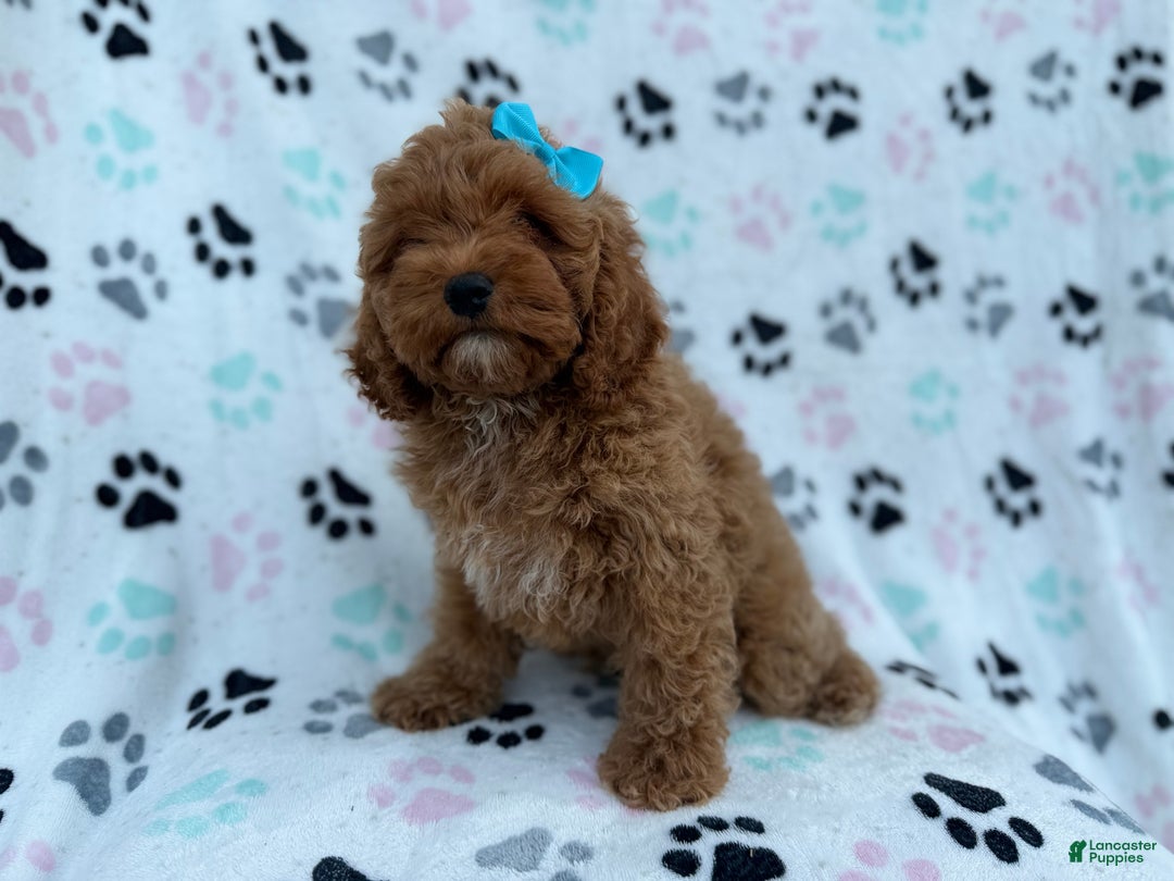 Cockapoo dogs for sale: Joy - Ad 6