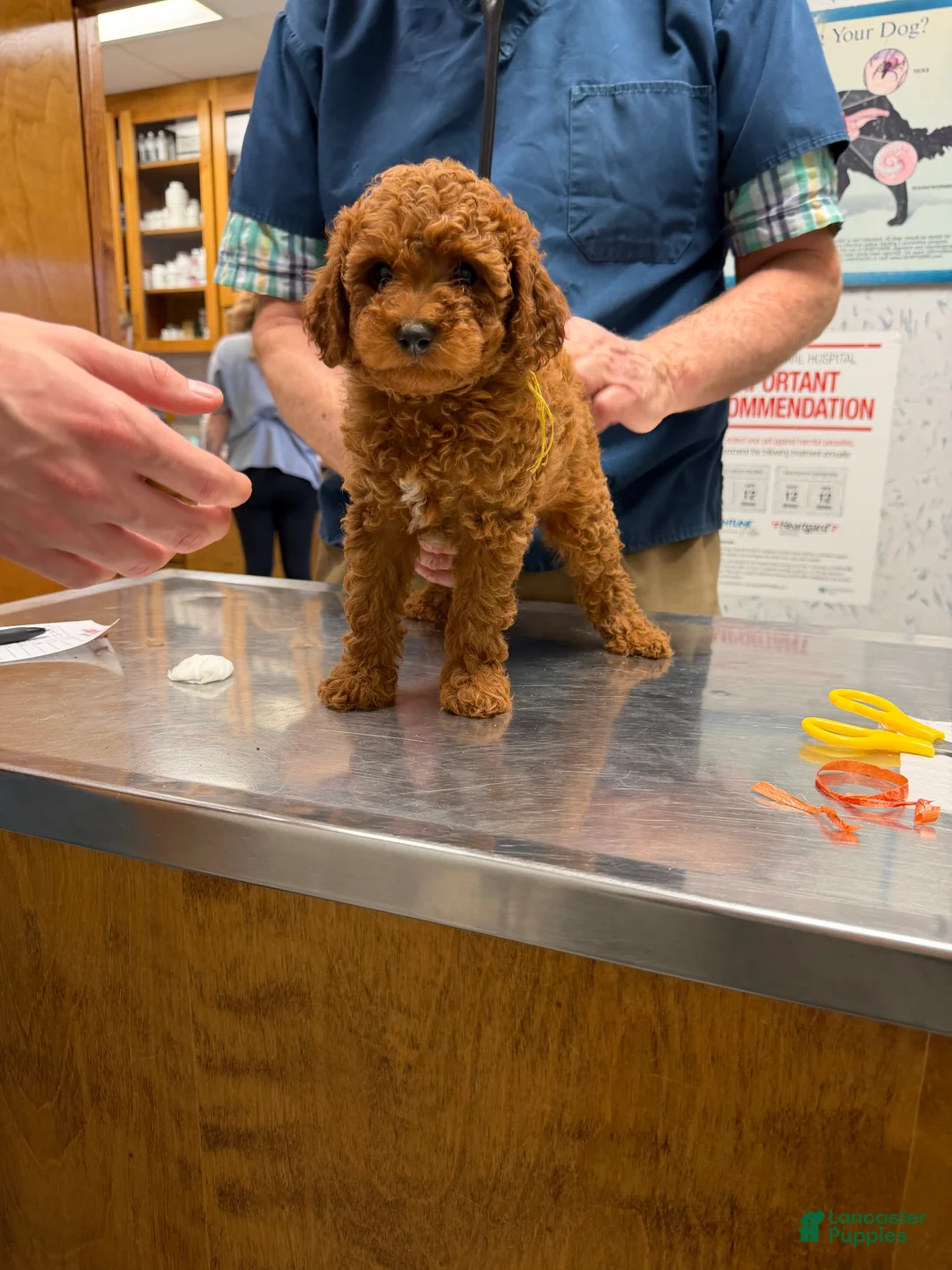 Gallery Image {{count}}