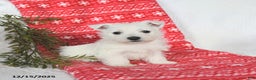 West Highland Terrier dogs for sale: Skipper - Ad 3