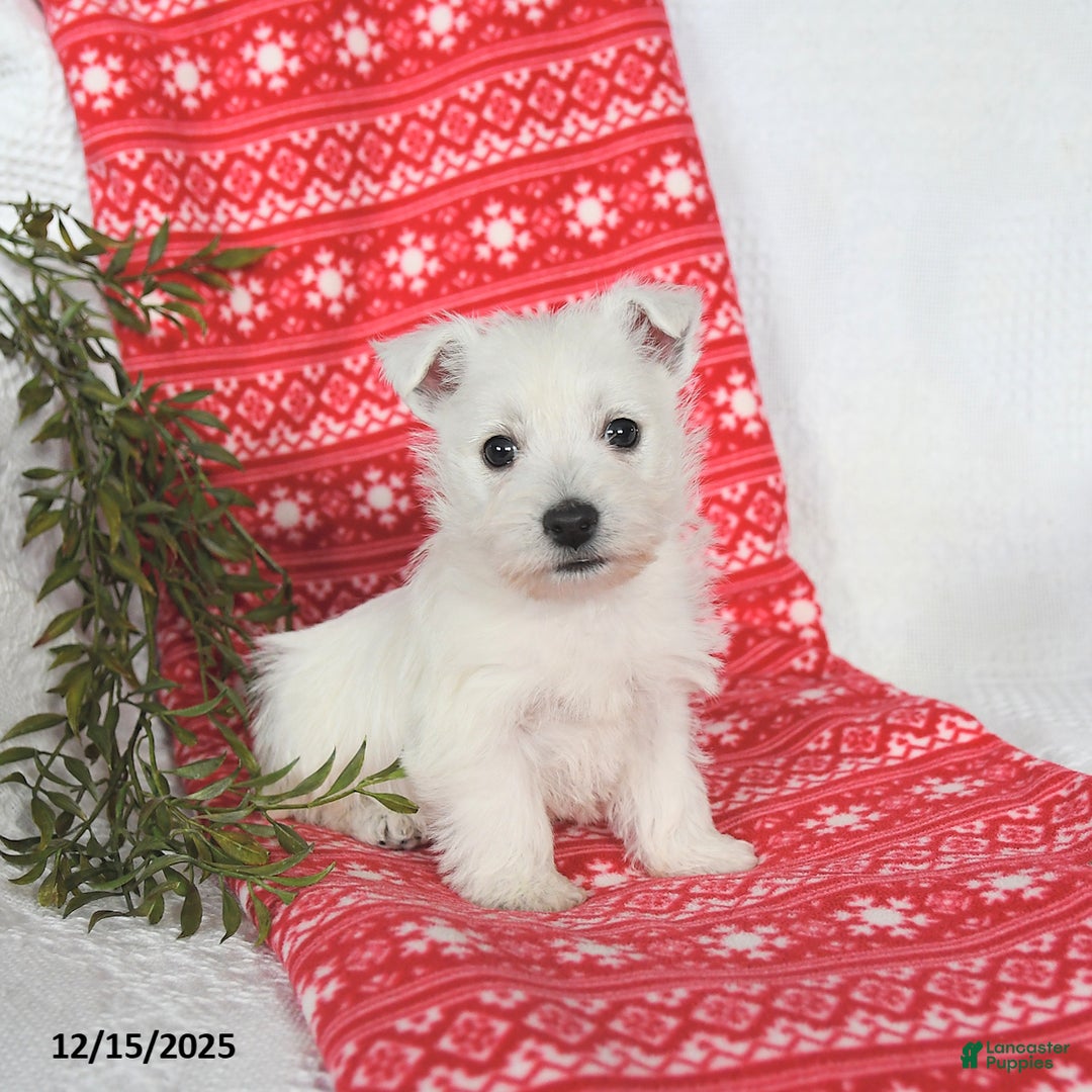 West Highland Terrier dogs for sale: Skipper - Ad 3