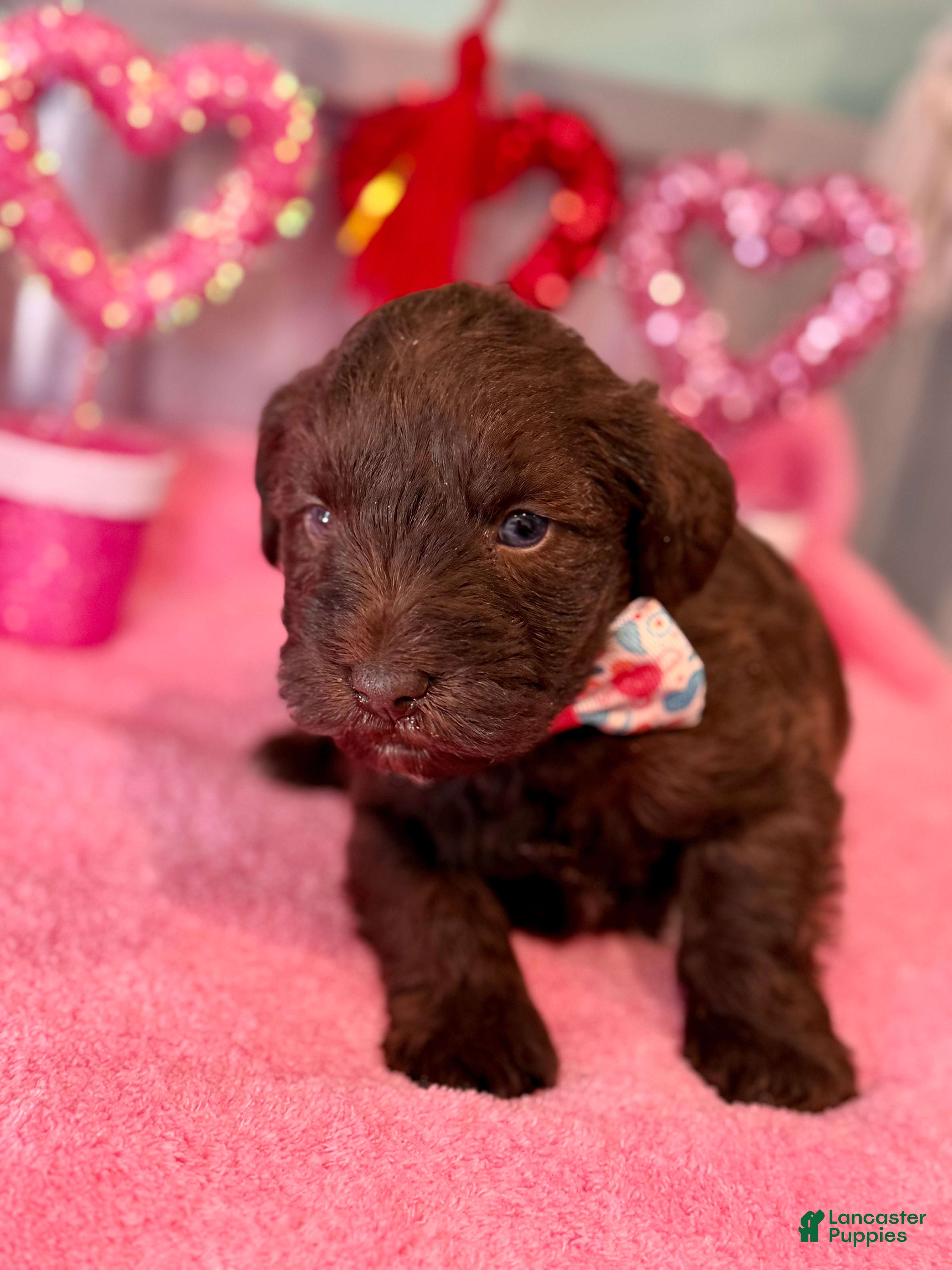 Miniature Schnauzer dogs Miniature Schnauzer Puppy 1 - Ad 4