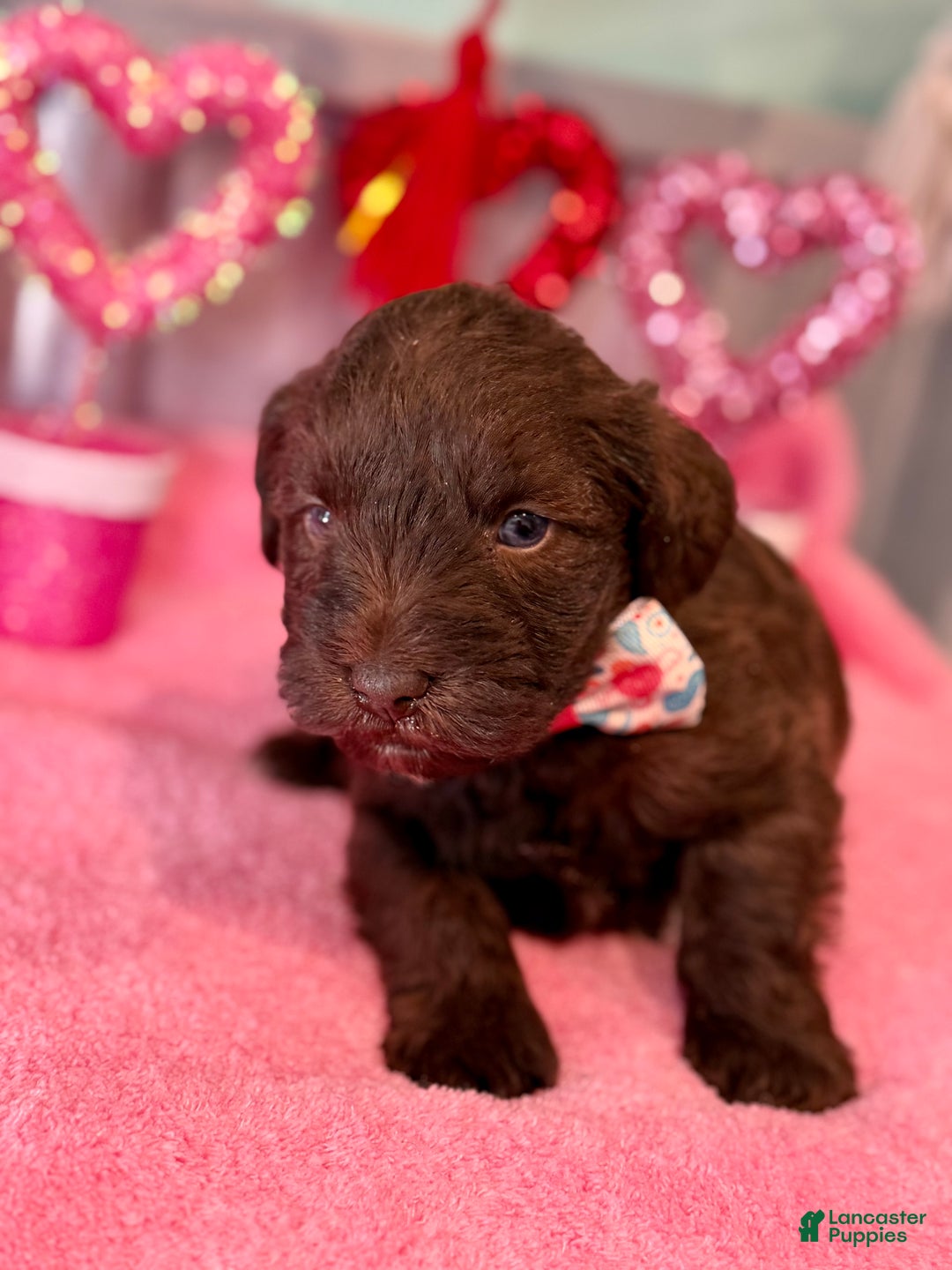 Miniature Schnauzer dogs for sale: Miniature Schnauzer Puppy 1 - Ad 1