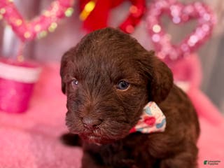 Miniature Schnauzer dogs Miniature Schnauzer Puppy 1 - Ad 9